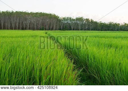Green Rice Crop Field Natural Texture Background For Spring Summer Agriculture Harves Relaxation Sce