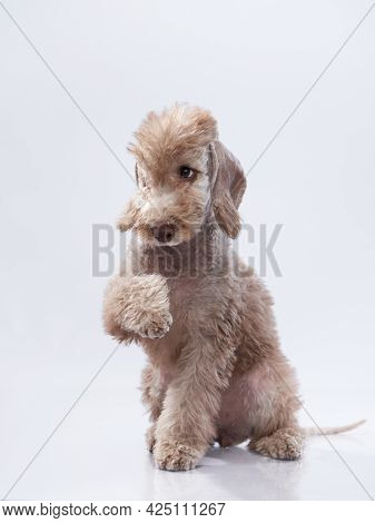 Bedlington Puppy. Cute Dog On A Light Gray Background
