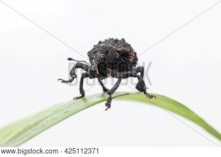 Beautiful Mango Seed Weevil Beautiful Stock Photo