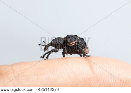 Mango Seed Weevil Walking On Finger Stock Photo