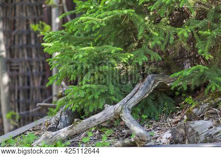 Christmas Fir Tree Brunch Textured Background. Fluffy Pine Tree Brunch Close Up. Green Spruce Christ