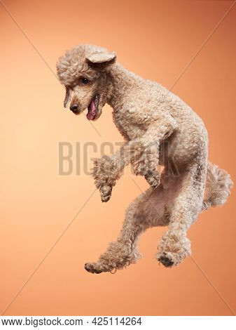 Funny Active Dog Jumping , Happy Small Poodle On Orange Background