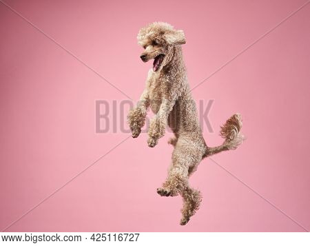Flying Dog, Happy Small Poodle On Pink Background