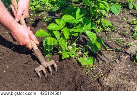 The Farmer Rakes The Soil Around The Young Strawberries. Close-up Of The Hands Of An Agronomist Whil
