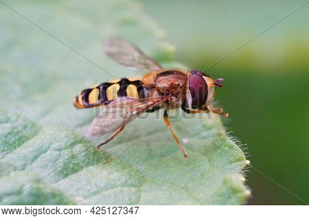 Closeup Of The Migrant Hoverfly , Eupeodes Corollae Sitting On A Green Leaf