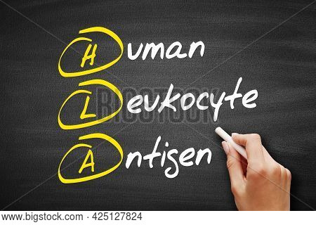 Hla - Human Leukocyte Antigen Acronym, Health Concept On Blackboard