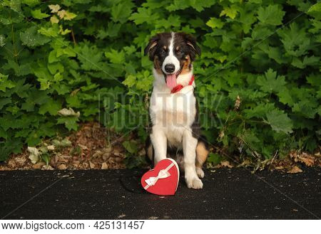 Funny Australian Shepherd Puppy Dog In Red Bowtie With Gift