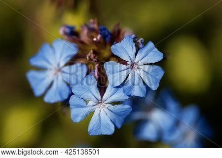 Flower Of The Leadwort Ceratostigma Griffithii