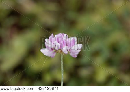 Flowers Of A Purple Crown Vetch, Securigera Varia