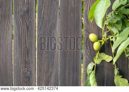 Green Young Walnuts On The Tree On A Black Wooden Background. A Walnut Tree Is Growing In Anticipati