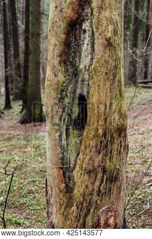 Hollow Inside A Dead Tree In The Forest.