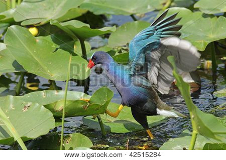 Gallinella viola - parco nazionale delle Everglades