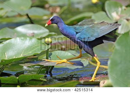 Gallinella viola - questione parco Everglades