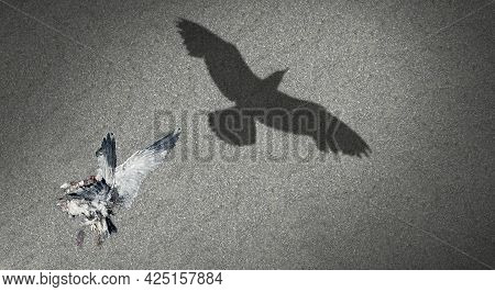 Concept Of Renewal And Afterlife Or Reincarnation Life After Death Idea As A Dead Bird Casting A Sha