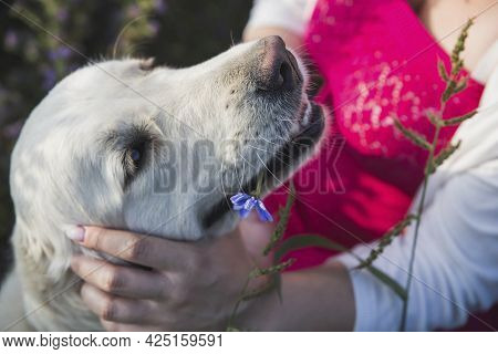 Cute Golden Retriever Brought A Flower To Its Owner