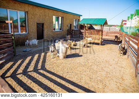 Kemerovo, Russia - 14.05.2021: Farm Animals And Birds In A Private Contact Zoo Vovkin Dvor Or Vovas 
