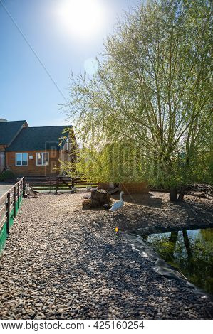 Kemerovo, Russia - 14.05.2021: Farm Animals And Birds In A Private Contact Zoo Vovkin Dvor Or Vovas 