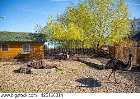 Kemerovo, Russia - 14.05.2021: Farm Animals And Birds In A Private Contact Zoo Vovkin Dvor Or Vovas 