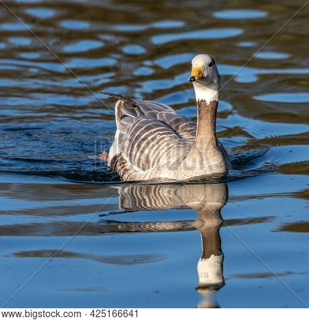 The Bar-headed Goose, Anser Indicus Is A Goose That Breeds In Central Asia In Colonies Of Thousands 