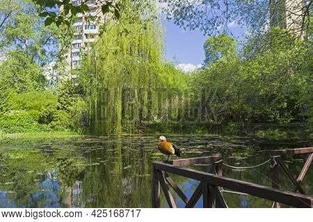 An Old Overgrown Pond In The City Park. A Ruddy Shelduck Sits On The Railing Of A Small Bridge.  Apt