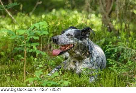 Happy Dog Is Lying In A Forest.