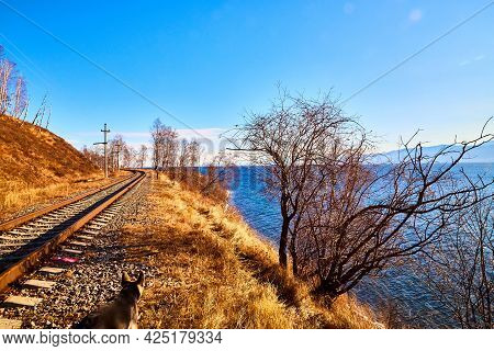 Circum Baikal Railway Running Along The Shore Of Lake Baikal On An Autumn Sunny Day With A Yellow La
