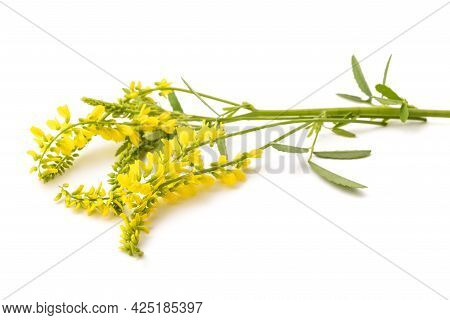 Melilotus Officinalis (yellow Sweet Clover) Isolated On White