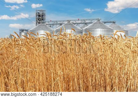 Scenic Landscape Of Ripe Golden Organic Wheat Stalk Field Against Modern Silo Granary Cereal Storage