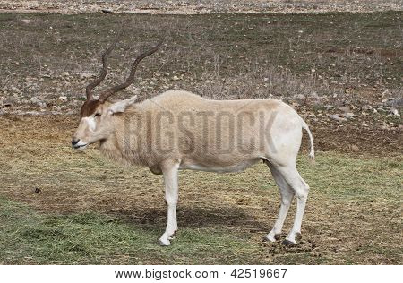 Addax