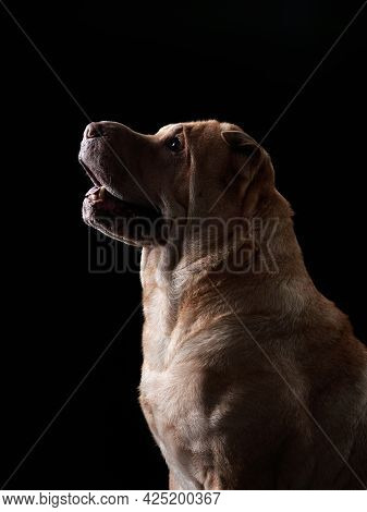 Shar Pei On Black Background. Plicate Dog