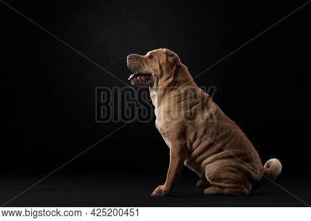 Shar Pei On Black Background. Plicate Dog