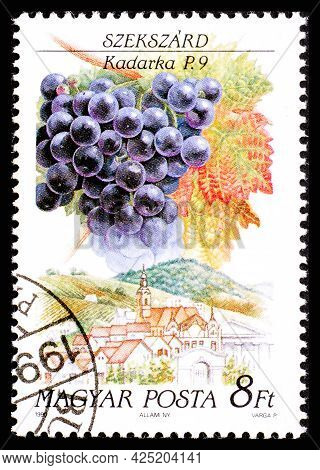 Hungary - Circa 1990: A Postage Stamp From Hungary Showing Sort Of Grape Kadarka In Szekszard Region