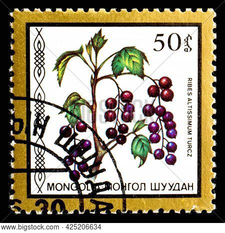 Mongolia - Circa 1986: A Postage Stamp From Mongolia Showing Berries Ribes Altissimum Turcz