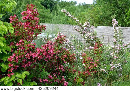 Is An Attractive Variety Of Vajgélie With Deep Purple-red, Tubular Flowers. The Leaves Are Freshly G