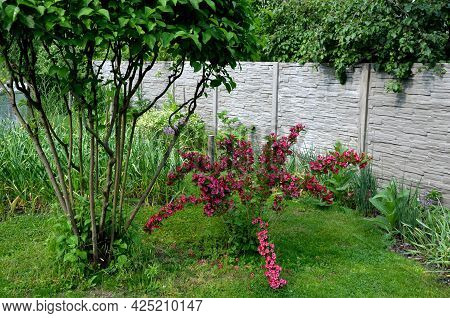 Is An Attractive Variety Of Vajgélie With Deep Purple-red, Tubular Flowers. The Leaves Are Freshly G