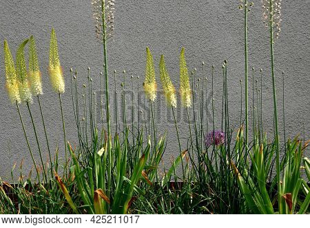 Massive Is A Stout And Perennial Exotic Plant Up To 250 Cm This Herb Originates From The Semi-desert