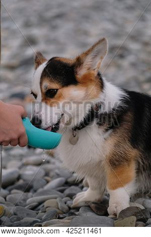 Owner Holds Water Bottle With His Hand And Dog Quenches His Thirst. Welsh Corgi Pembroke Tricolor Si
