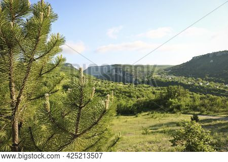 Young Shoots Of The Austrian Pine (pinus ) Against The Background Of The Karalez Valley, Bakhchisara