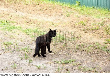 Black Cat Slacker Walks Wanders The Street