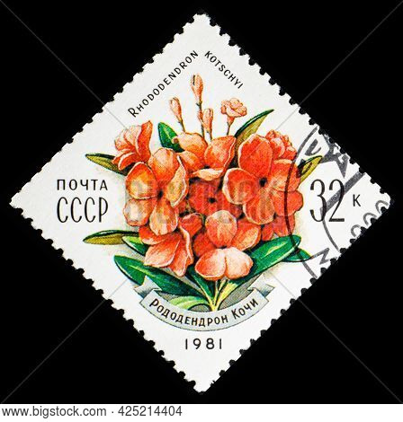 Russia, Ussr - Circa 1981: A Postage Stamp From Ussr Showing Flowers Rhododendron Kotschyi