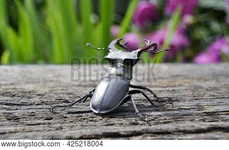 Male Stag Beetle With Long And Sharp Jaws In Wild Forest Sitting On The Trunk Of An Oak Tree. Beetle