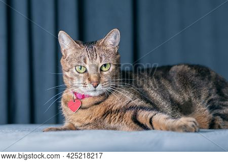 Image Of A Playful Purebred Bengal Cat In A Pink Collar. The Concept Of Caring And Love For Pets.