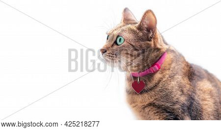 Image Of A Purebred Bengal Cat In A Pink Collar With A Medallion. The Concept Of Caring And Love For