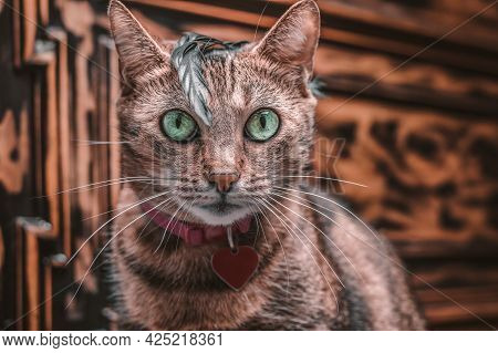 Image Of A Purebred Bengal Cat In A Pink Collar With A Medallion. The Kitty Plays With A Feather. Th