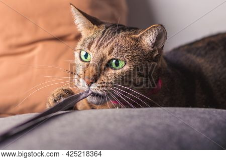 Image Of A Playful Purebred Bengal Cat In A Pink Collar. The Concept Of Caring And Love For Pets.