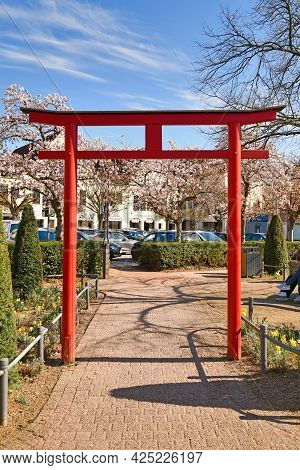Hofheim, Germany - March 2020: Red Traditional Japanese 'torii' Gate And Blooming Japanese Cherry Tr