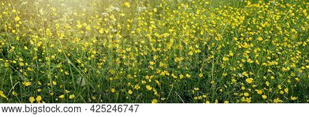 Summer Banner With Wild Marigold Flowers In The Meadow, Green Grass And Small Yellow Flowers, Natura