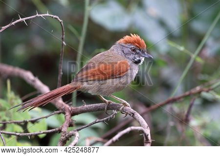 Sooty-fronted Spinetail (synallaxis Frontalis) Perched, Isolated, On A Perch Among The Branches.