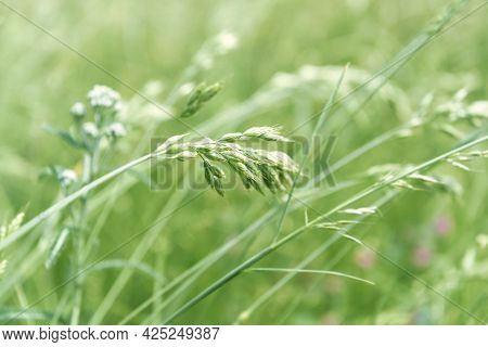 Nature Background With Wildgrass Under Sunlight. Selective And Soft Focus. Plant Background. Close U
