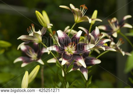 Lilium Asiatic Netty's Pride Flowers In The Garden